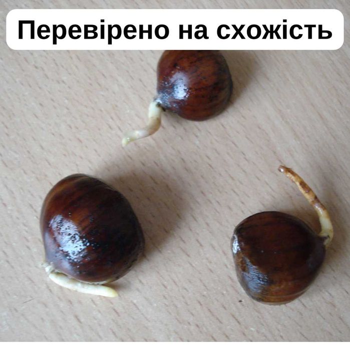 Каштан їстівний насіння посівний на посадку семена