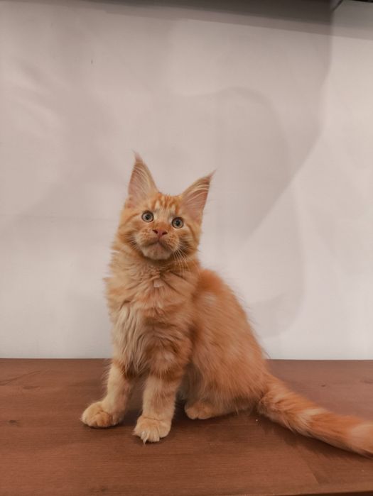 Carmelek kot Maine Coon