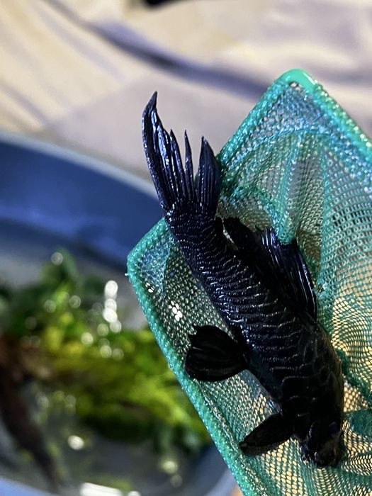 Сом Анциструс звездчатый (L181)