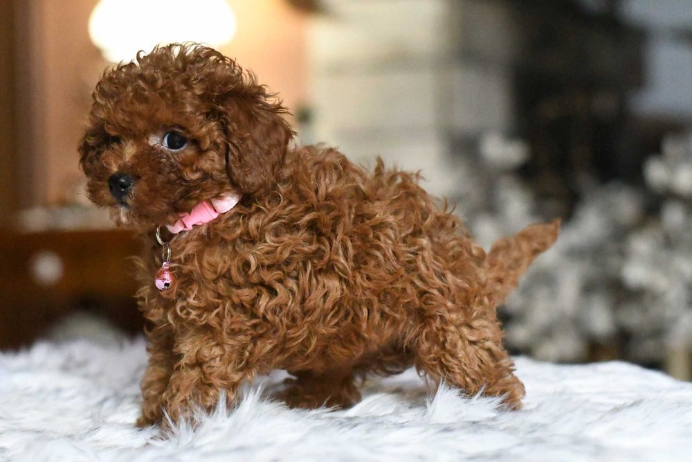 Pudelek toy sunia UMA toy red brown