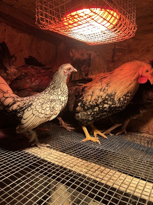 Півні,кури  молоді