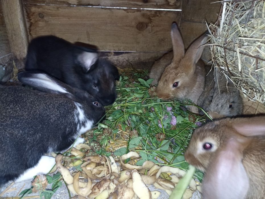 Młode króliki  2-3 miesiące mięsne