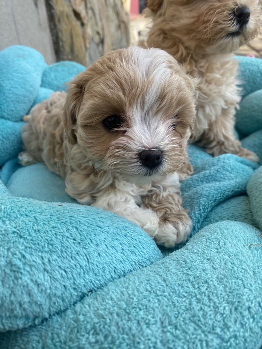 Мальтипу ф1 мальтезе пудель