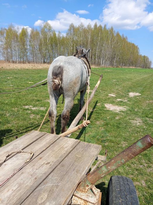 Sprzedam dwie źrebice