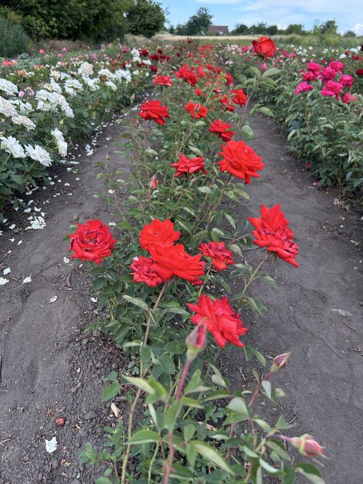 Набір троянд, 10 різних сортів 500грн