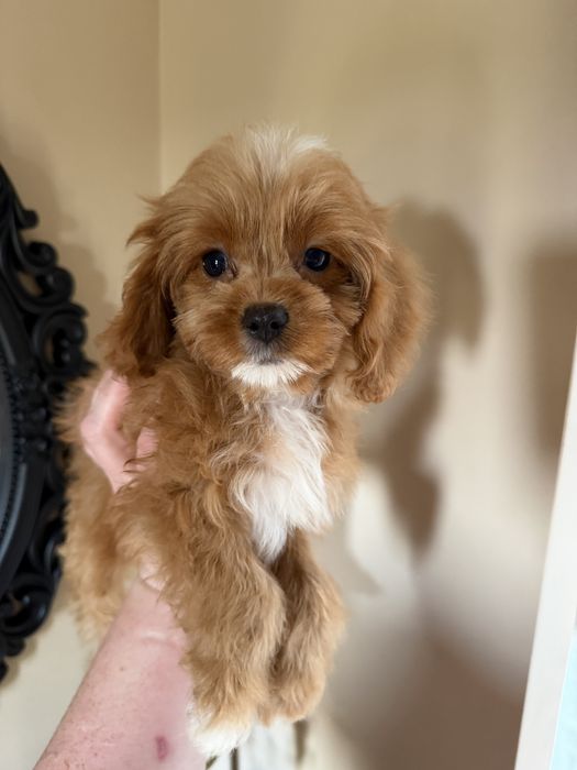 Cavapoo suczka sliczna