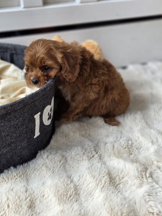 Cavapoo piesek szczeniak