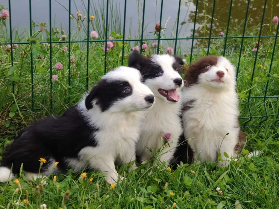 Szczeniak Suczka Border Collie