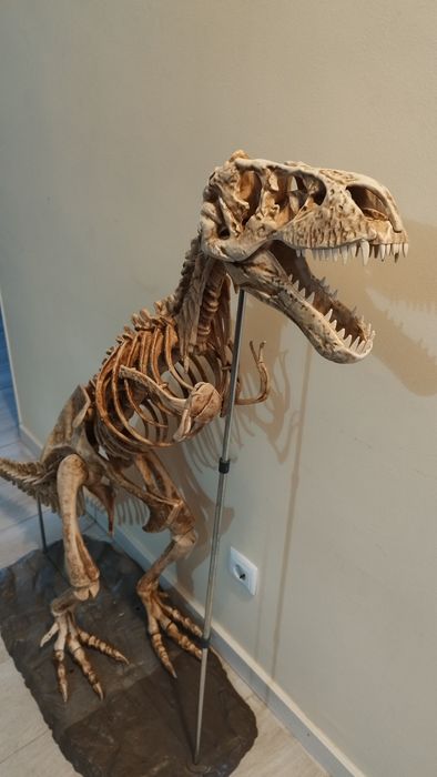 Esqueleto dinossauro T- Rex