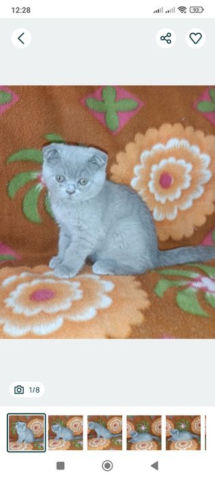 Девочка Скоттиш фолд.
