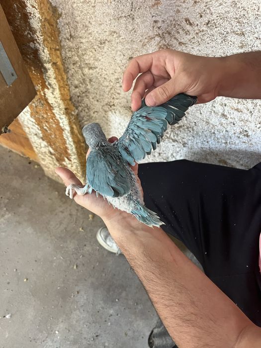 Ring Neck Cleartail Opalino