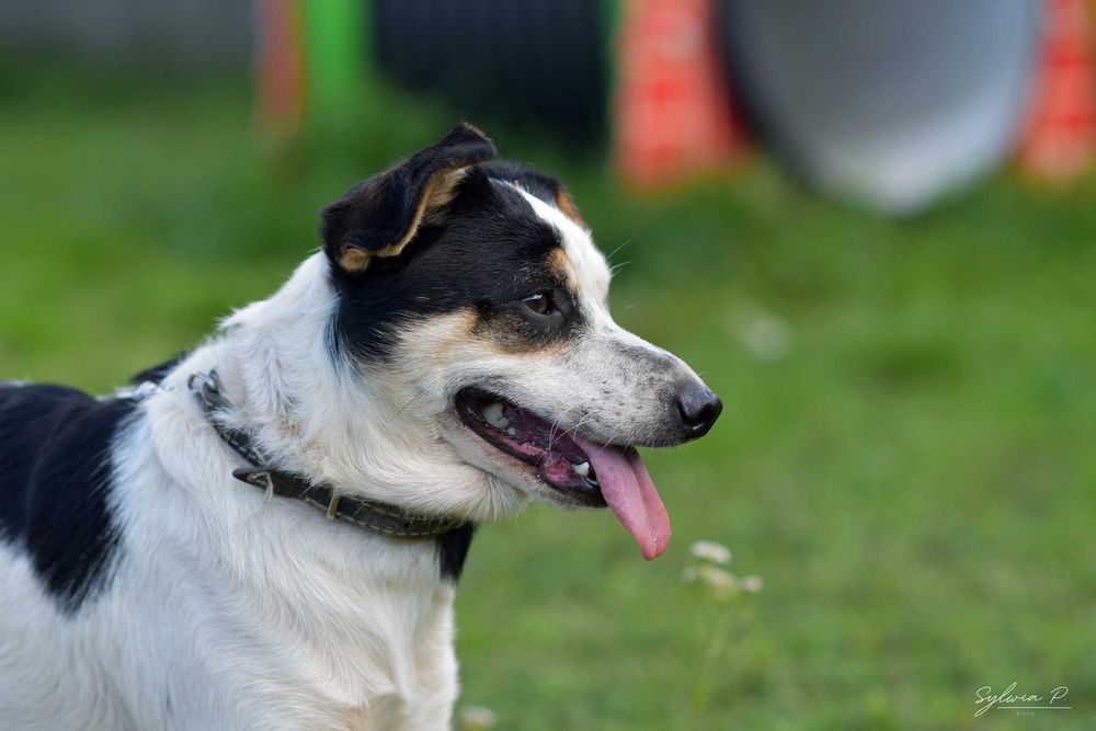 Gapa - wesoły i tryskający energią nieduży psiak