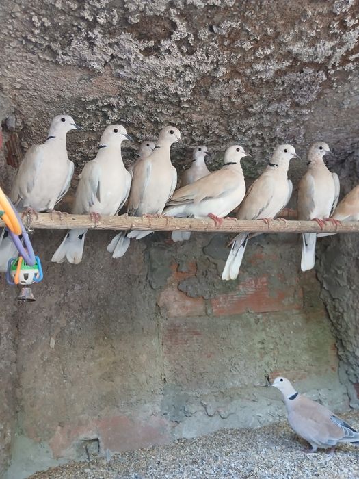 Lindas Rolas querem voar para outro lar