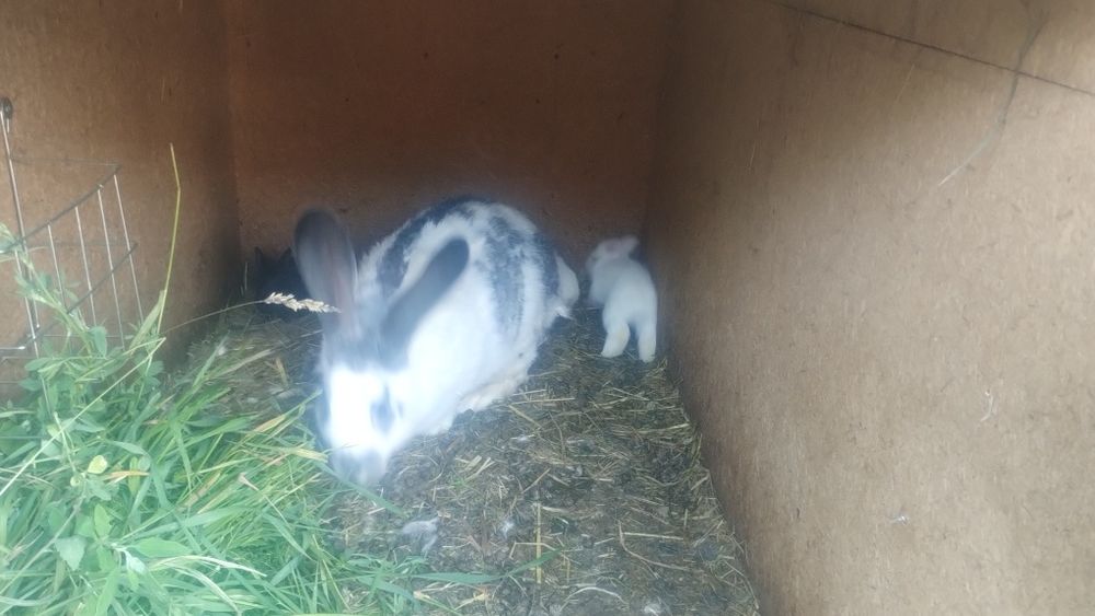 Sprzedam samice kotne