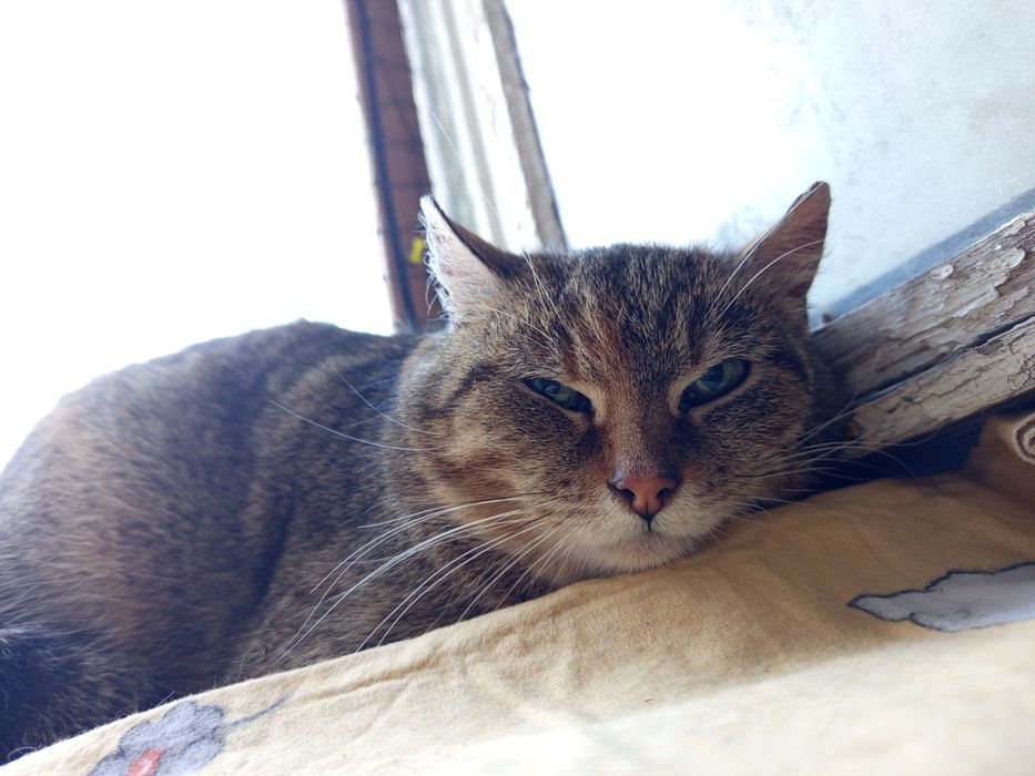 Pomóżmy znaleźć jej domek