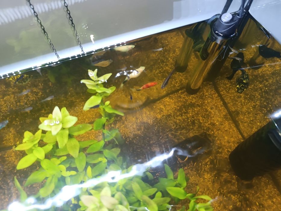 Peixes de água quente