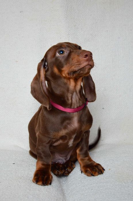 Jamnik czekoladowy - piesek