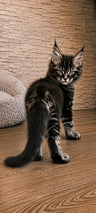 котик Мей-кун  дикий окрас