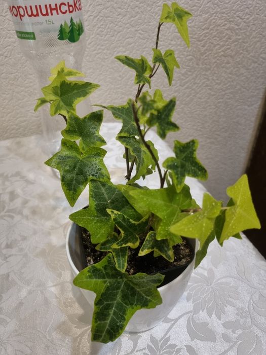 Фікус бенджаміна, качуконосний плющ,