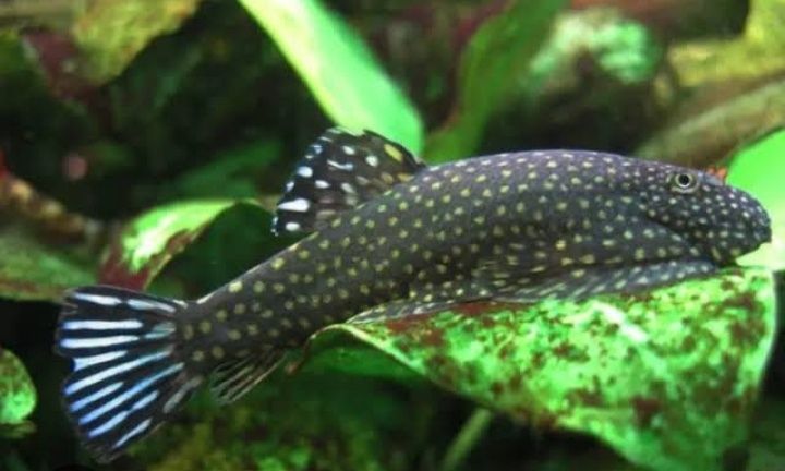 Gastromyzon Punctulatus