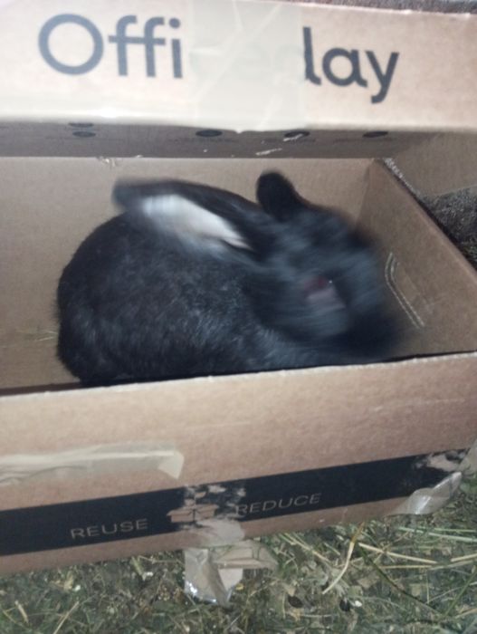 Продаю кролів самка