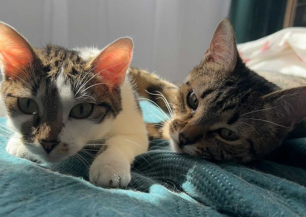 Yuzu i Zoe - kotki do adopcji