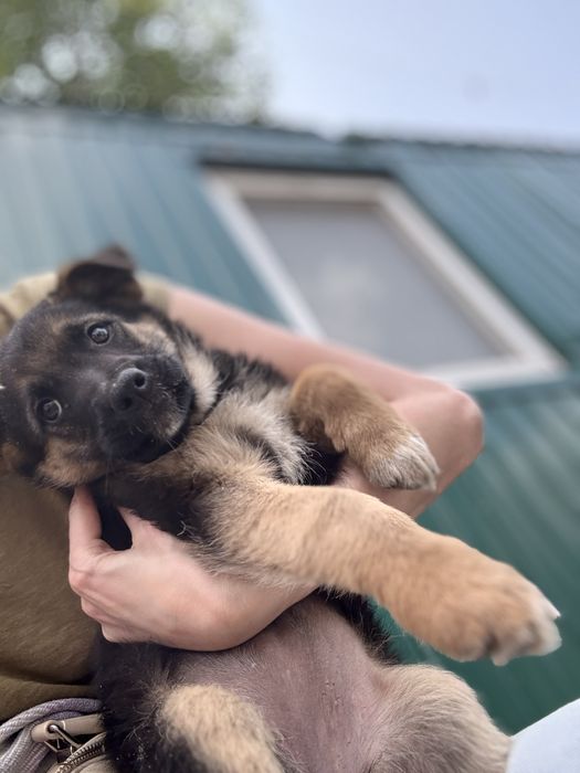 Цуценята безкоштовно