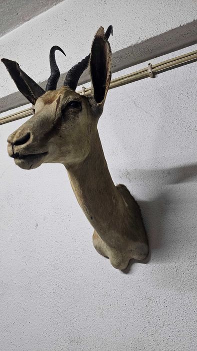 Troféu de Cabra de de Leque