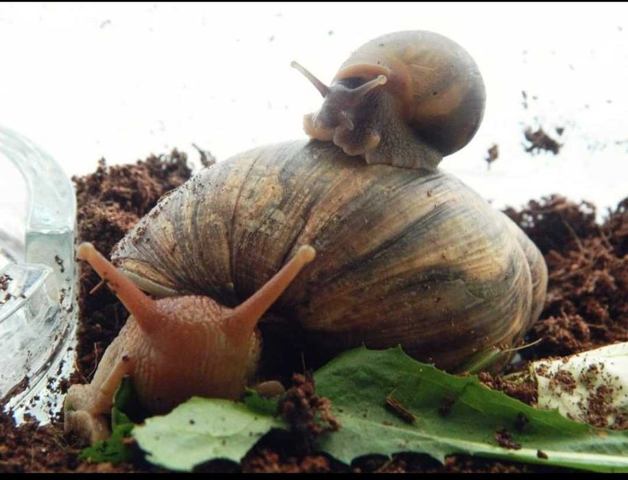 Улитки Ахатина фулика взрослые и подростки