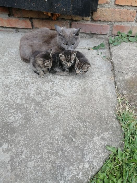 Віддам милих кошенят