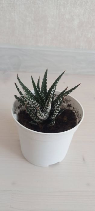 Хавортія смугаста