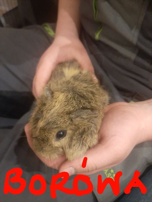 Sprzedam świnki morskie