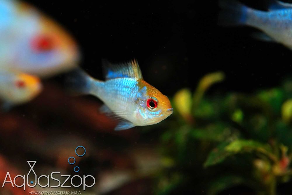 Pielęgniczka ramireza "Electric Blue" - AQUASZOP