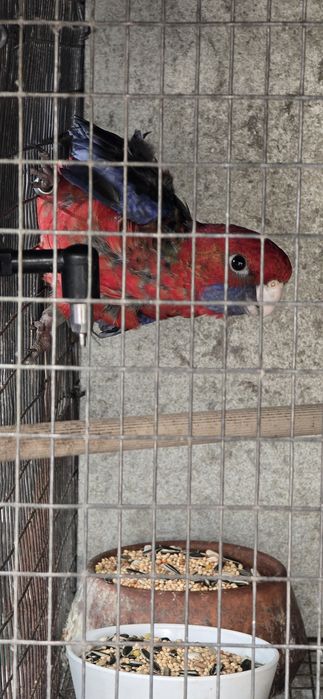 Rosela Penante Macho