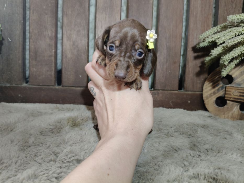 Teckel kaninchen menina com lop