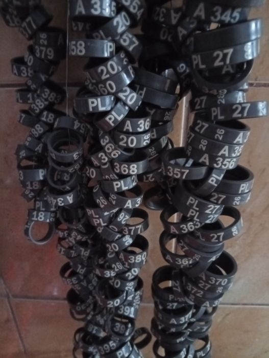 Obrączki na 2026 od 13 mm do 22 mm dla pawi