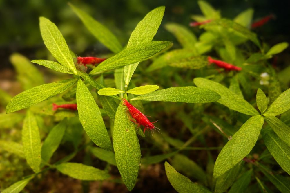 Krewetki Red Cherry, Neocaridina
