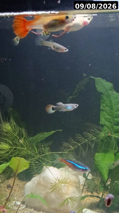 Guppies / Lebistes – Jovens 2 meses | Packs desde 1€