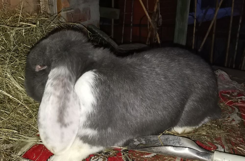 Продам кроликов породы французский баран