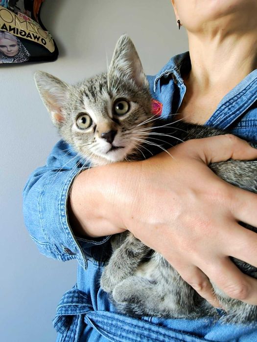 Lusi kocia piękność