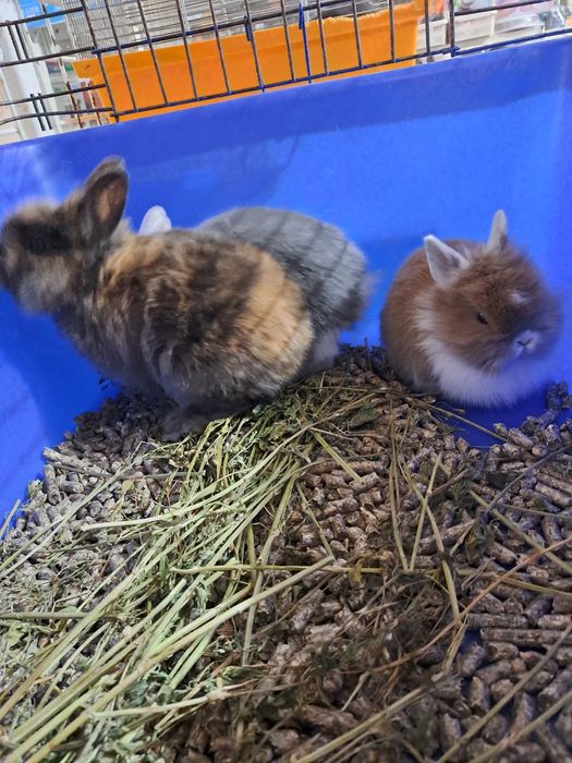 Декоративный кролик