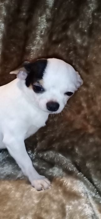 Взрослый мальчик чихуахуа