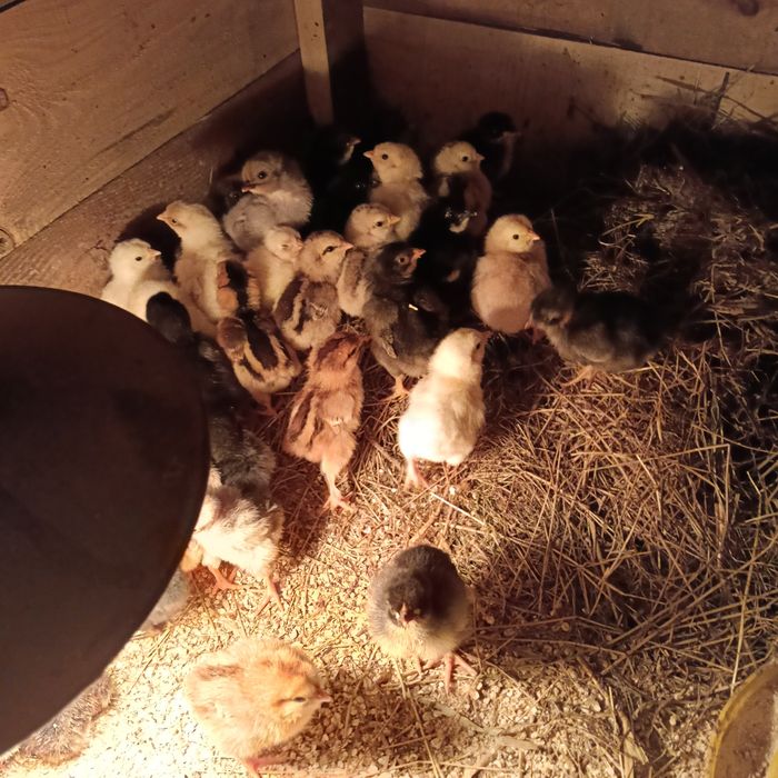 Kurczeta mix 88.00.397.48