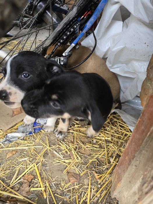 Віддам собачок в добрі руки