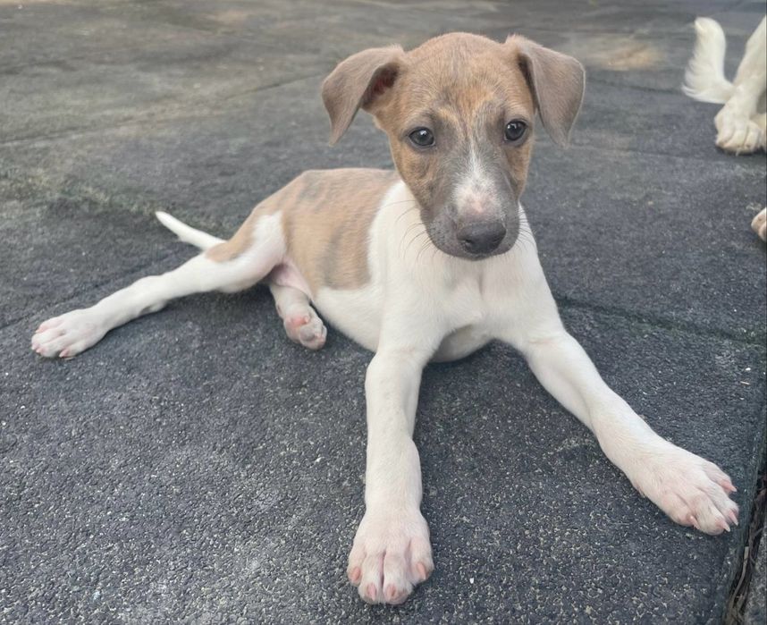 Whippet pronto para entrega