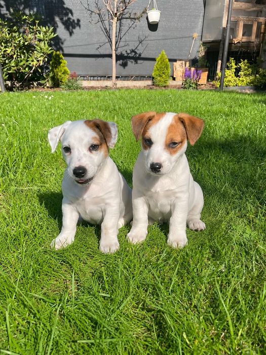 Jack Russell terrier szczeniak