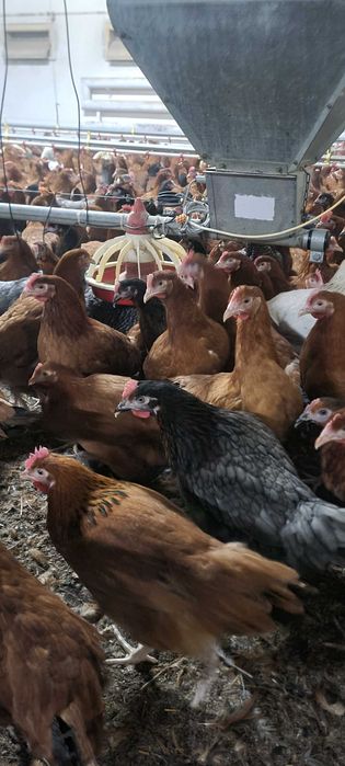 Kury NIOSKI z jajeczkiem prosto od hodowcy ! Wszystkie rasy !