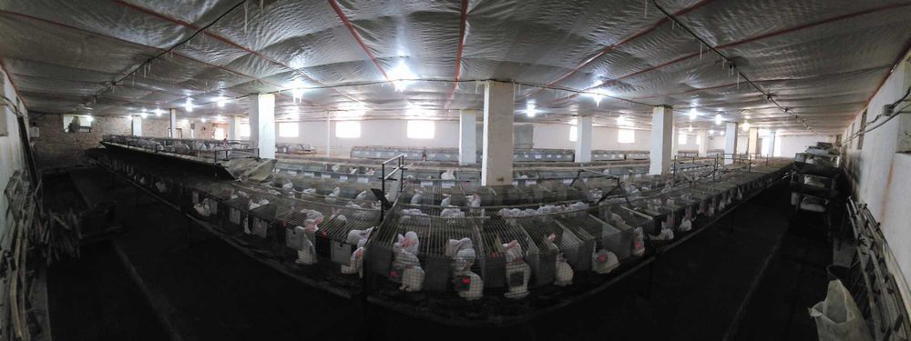 Сукрольні самки Термонський Білий (Термонська Біла)