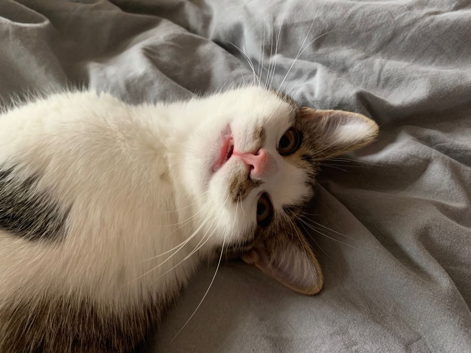 Кошенята Дивовижні