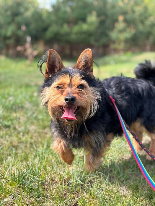 Szorstkowłosy, bystry i żywiołowy terrier Ron